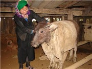 Bóng đá anh, ngoại hạng anh, lịch thi đấu euro 2012,  Đề nghị biểu dương việc phòng, chống rét tốt cho gia súc 